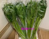 明日葉の茎＠醤油麹（麺つゆでもok）作り方1写真