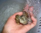 我が家の☆アサリの砂抜き＆アサリの味噌汁作り方3写真