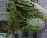 丸ごと白菜の長持ちさせる方法だワン作り方1写真