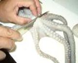 釣った蛸をから揚げに作り方5写真