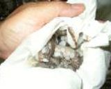 釣った蛸をから揚げに作り方7写真