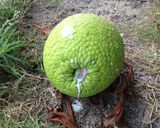 ブレッドフルーツ煮物風作り方3写真