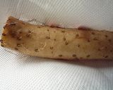 長芋の皮むき✿手とまな板のヌルヌル解消!作り方1写真