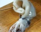 イカのアンモナイト焼き作り方4写真