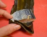 にしんの昆布巻き◇お正月おせち◇作り方7写真