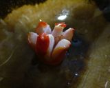 クリスマス☆.*･華やかリース型ピラフ作り方4写真