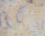 ✿鶏肉と椎茸の溫♥ミルクスープパスタ✿作り方5写真