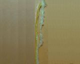 小梅咲く柚子香るアボカド豆腐【お節にも】作り方3写真