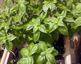 自家製バジルペースト作り方1写真