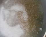 菜の花のおひたし作り方6写真