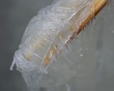 ペッパー春雨作り方1写真