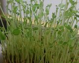簡単☆フカヒレスープもどき作り方6写真