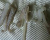 里芋といかの煮物作り方5写真