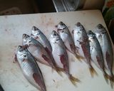 真アジの南蛮漬け作り方1写真