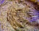 かぼちゃと緑茶で和風けーき作り方5写真