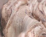 バレンタインに☆生チョコケーキ作り方4写真