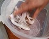下ごしらえもしっかり！穴子の天ぷら☆作り方2写真
