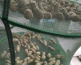 生落花生の塩茹で作り方1写真