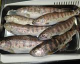 川魚の節約とろ〜りピリ辛中華あん作り方1写真