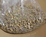 麦麹で　もろみ味噌2013作り方4写真