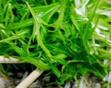 しゃきしゃき昆布サラダ作り方15写真
