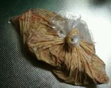 ゴマだれで☆鮭のホイル蒸し作り方1写真