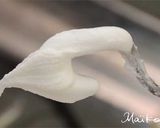 バレンタインにも!ミニクッキーハウス♪作り方28写真