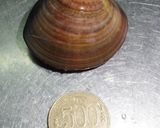 シェフ直伝！ひな祭りに蛤の炊き込みご飯作り方1写真