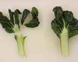 ターツァイと鶏ミンチの中華風サラダ作り方3写真