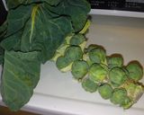 芽キャベツとイカの酢味噌和え作り方6写真