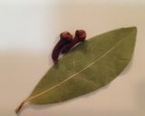 茄子入りスパイシー♡キーマカレー作り方10写真