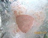 キレイ！　ミルク寒天、イチゴソースのせ作り方6写真