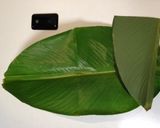ベトナム旧正月ちまき作り方6写真