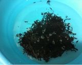ひじきの炒り煮作り方1写真