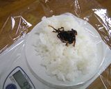 くまモンのお雛様おにぎり♪作り方3写真