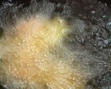 離乳食後期もいける。お豆腐でナゲット☆作り方6写真