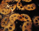 ♪れんこんチップスコンソメ味♪作り方3写真