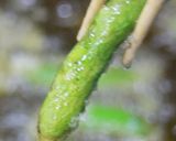 フライドピース作り方9写真