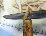 ゴボウと豚肉の天ぷら作り方1写真
