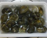 パパのアサリ＆キャベツ②作り方1写真