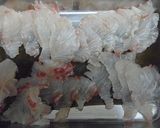 メジナの昆布〆作り方3写真