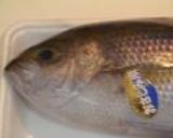 青鯛（アオダイ）の刺身作り方1写真