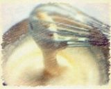 いちごのケーキ作り方3写真