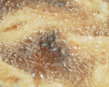 ふっくら柔らか☆サクサク鶏むね肉の唐揚げ作り方8写真