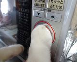 スポンジケーキ(15cm)作り方14写真