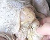 特別な日じゃなくても、ローストチキン!作り方7写真