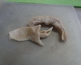 鶏皮の辛子あえ作り方3写真