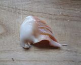 お造り三種盛り合わせ作り方5写真