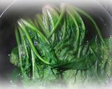 ほうれん草とツナのロールカツ作り方1写真