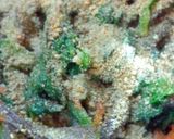 塩麹で作るほうれん草の白和え作り方6写真